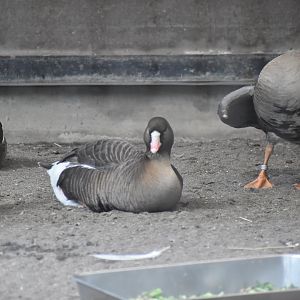 Lesser White Fronted Goose