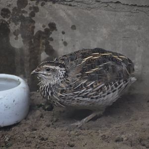 Japanese Quail
