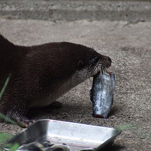 Eurasian Otter