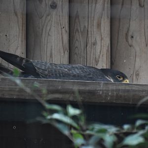 Peregrine Falcon