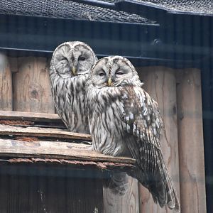 Ural Owl