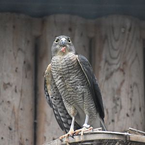 Japanese Sparrowhawk