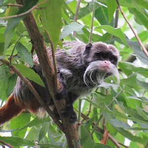 Bearded emperor tamarin