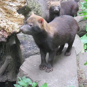 Bush dog puppy
