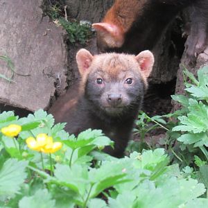 Bush dog puppy
