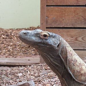 Komodo dragon - Pete