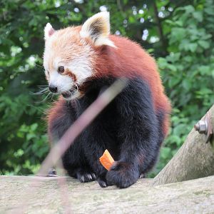 Nepalese red panda