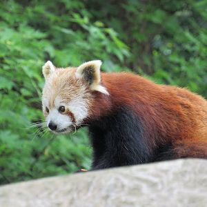 Nepalese red panda