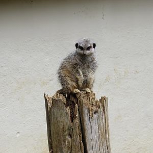 Meerkat