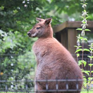 Red-necked wallaby
