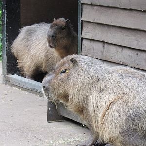 Capybara