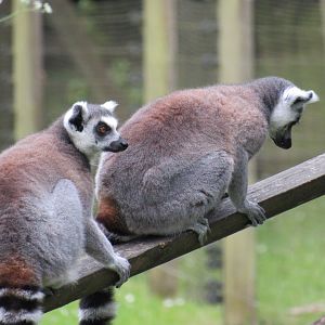 Ring-tailed lemur