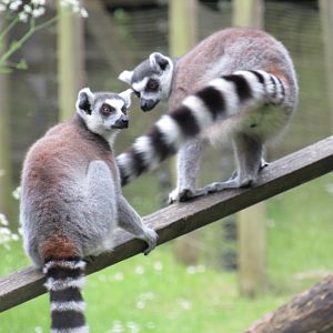 Ring-tailed lemur