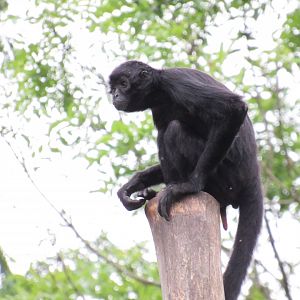 Colombian black spider monkey