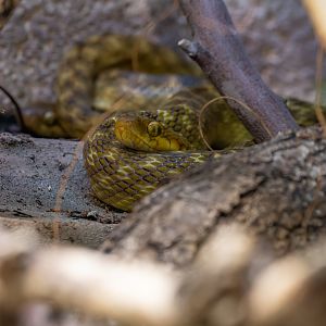 Black Malagasy cat-eyed snake (Madagascarophis meridionalis)