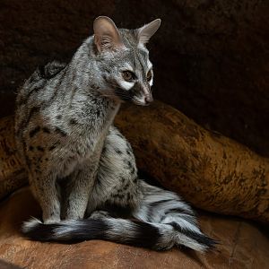Common genet (Genetta genetta)