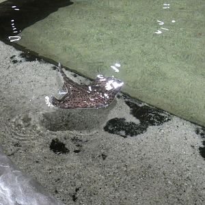 Ray ID? - Dolfinarium Harderwijk