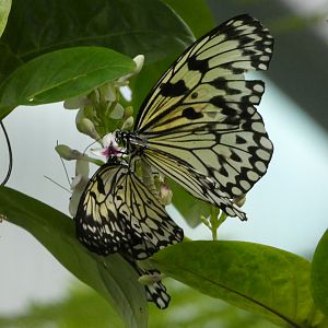 Butterfly ID? - Artis