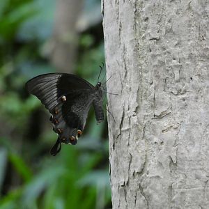 Butterfly ID? - Artis