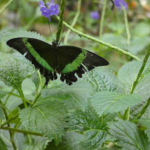 Butterfly ID? - Artis