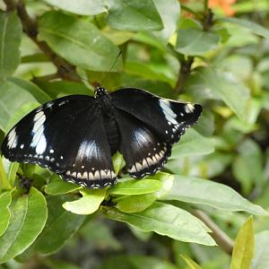 Butterfly ID? - Artis