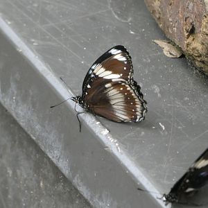 Butterfly ID? - Artis