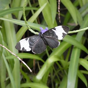 Butterfly ID? - Artis