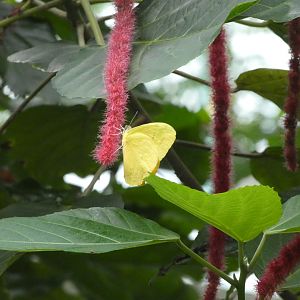 Butterfly ID? - Artis