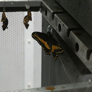 Butterfly ID? - Artis