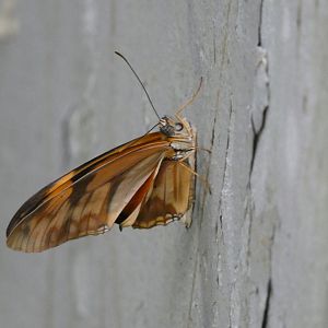 Butterfly ID? - Artis