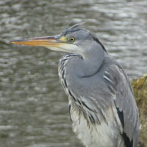 ID? - Vogelpark Avifauna