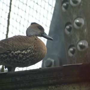 ID? - Vogelpark Avifauna