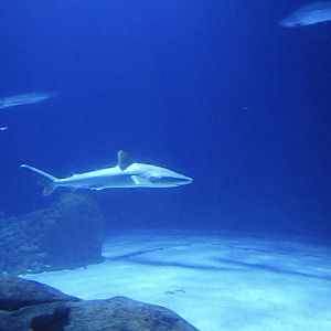ID? - Rotterdam Blijdorp