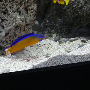 ID? - Rotterdam Blijdorp