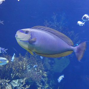 ID? - Rotterdam Blijdorp