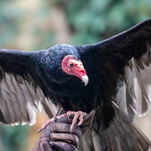 Turkey Vulture (Cathartes aura)