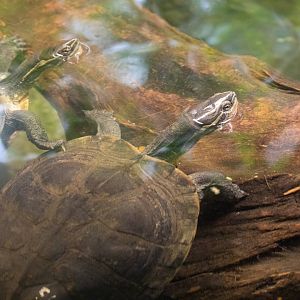 Vietnamese pond turtle (Mauremys annamensis)