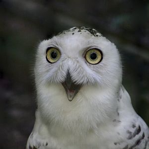 Snowy Owl (Bubo scandiacus)