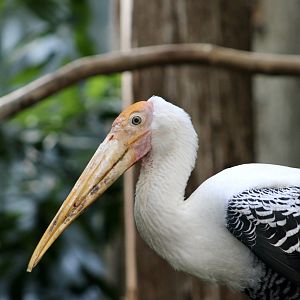 Painted Stork (Mycteria leucocephala)