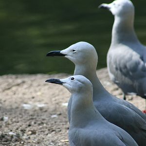 Grey Gull (Leucophaeus modestus)