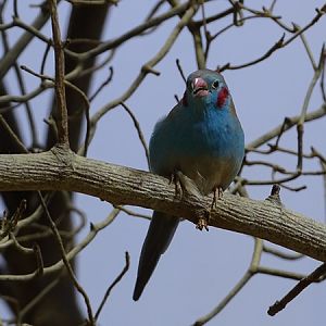 Red-cheeked cordon-bleu (Uraeginthus bengalus)