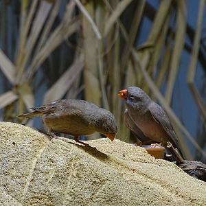 Tumpeter finch (Bucanetes githagineus)