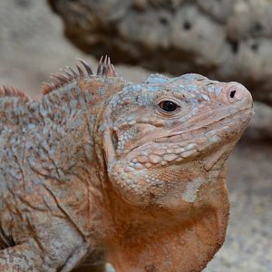 Central Bahamian rock iguana (Cyclura rileyi rileyi)