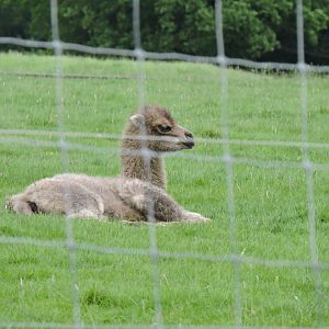 Bactrian Camel Calf