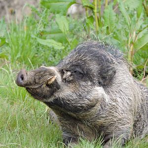 Visayan Warty Pig