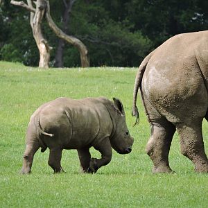 White Rhino Calf