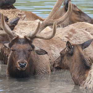 Elk Bathing