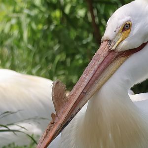 American Pelican