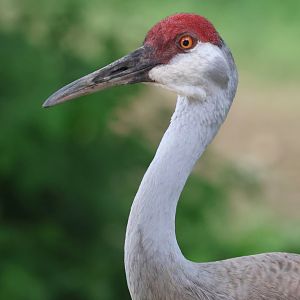 Sandhill Crane