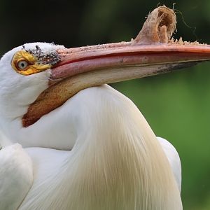 American Pelican
